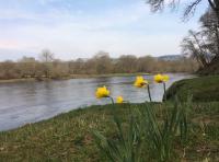 Spring Fishing On The River Tay 
