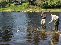 Landing A River Tay Salmon 
