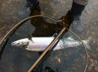 Fishing The River Tay For Spring Salmon 
