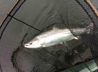 Catching The King Of Fish 
