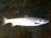 Landing A Scottish Salmon 