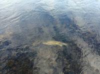 Scottish Spring Salmon Fishing Events 
