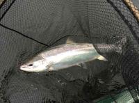 Spring Salmon Fishing In Scotland 
