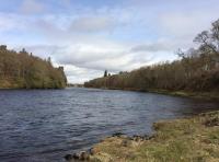 Catching Scottish Salmon On The River Tay 
