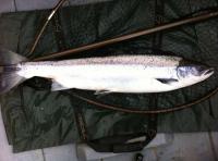 Fishing For Scottish Salmon 
