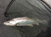 Catching Scottish Salmon 
