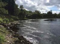 Big River Tay Salmon 
