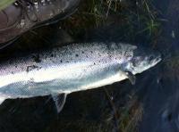 Catching A River Tay Salmon 