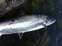 Catching A River Tay Salmon 
