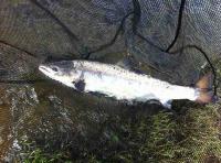 The Finest Scottish Salmon Of Them All 
