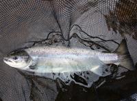 Spring Fishing For Salmon 
