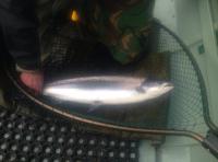 Catching Early Spring Salmon In Scotland 
