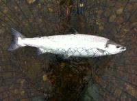 The River Tay Spring Salmon 