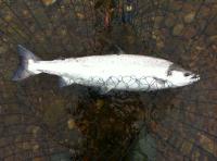 The River Tay Spring Salmon 
