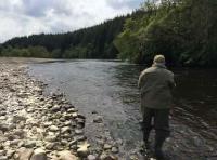 Fishing The Fly For Salmon 
