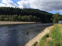 Harling For Salmon On The River Tay 
