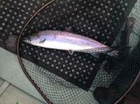Catching River Tay Salmon From The Boat 
