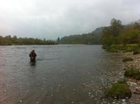 Searching For A Spring Salmon 
