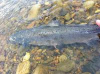Catch & Release For Scottish Salmon 
