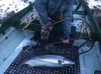 River Tay Opening Day Salmon 
