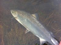 Salmon From The River Tay 
