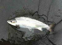 Fishing For Spring Salmon 

