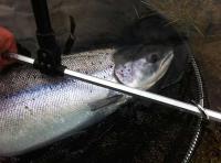 Spring Fishing On The River Tay 
