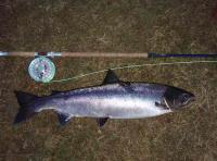 Salmon From The River Tay 
