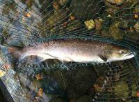 Autumn Run Atlantic Salmon 
