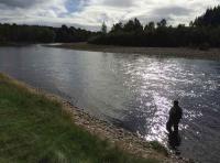 Learning How To Salmon Fish 
