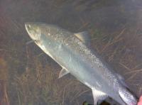 River Fishing For Scottish Salmon 