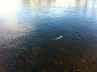 Playing A Salmon 
