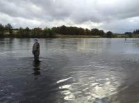 Riverbank Movement For Salmon 

