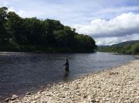 Catch A Scottish Salmon 
