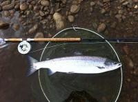 Catching The Perfect Salmon 
