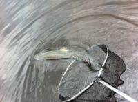 Relesasing Scottish Salmon 
