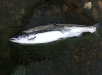 Fishing For Spring Salmon 

