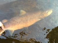 Big River Tay Autumn Salmon 
