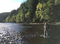 Fishing The Fly For Salmon 
