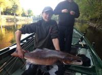 Big Scottish Salmon From The River Tay 
