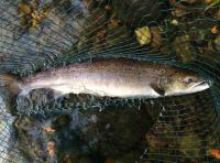 Autumn Salmon From The Tay 
