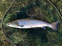 Catch A Scottish Salmon 
