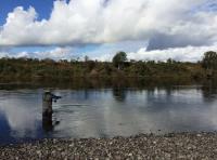 Go Salmon Fishing To Scotland 

