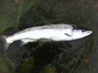 Fishing For Scottish Spring Salmon 
