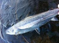 Fishing For Spring Salmon On The River Tay 
