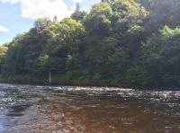River Tay Salmon Lies 
