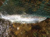Fishing For Salmon In Scottish Rivers 
