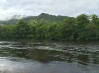 Fly Fishing Scottish River For Salmon 
