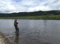 Playing A Fish On The Fly Rod 
