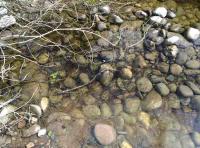 Scottish Salmon Fry 
